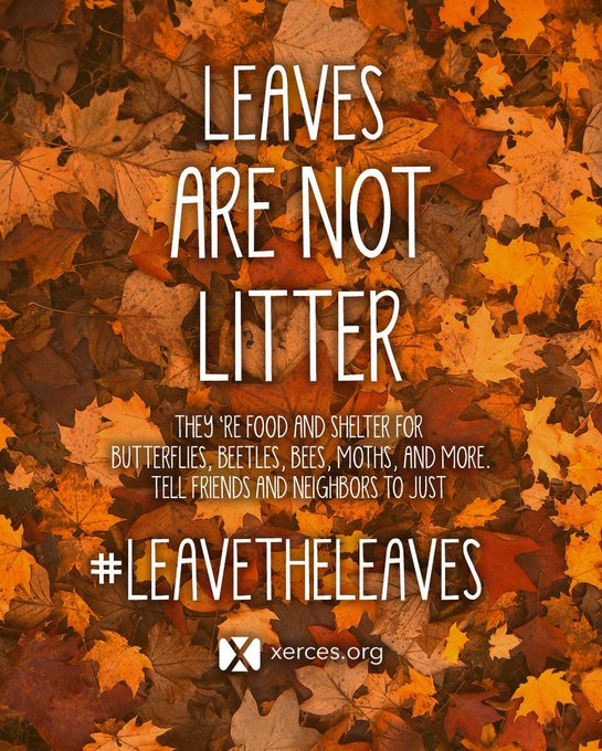 Leave the leaves LeaveTheLeaves Xerces.org – Laurel Wanrow